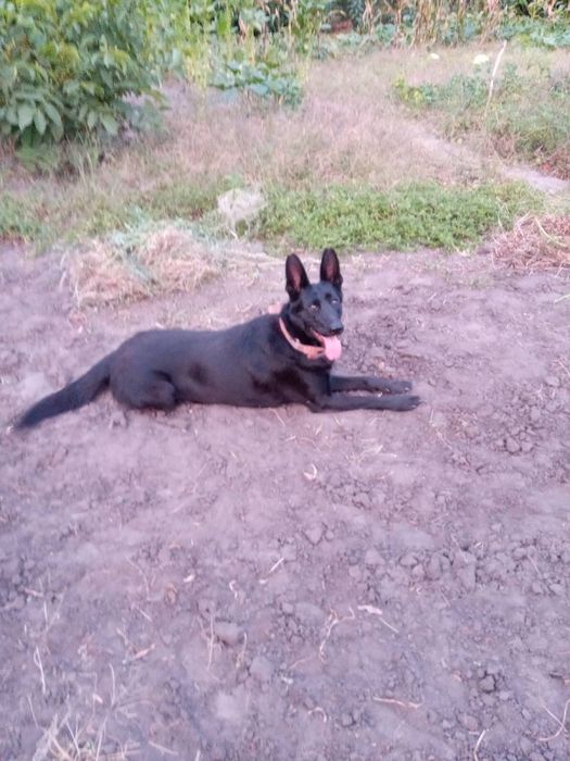 Продам цуцеянят німецькоі вівчяркі