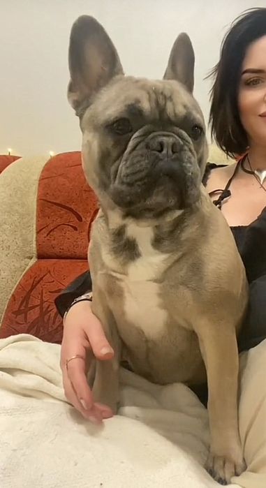 Передержка зоо гостиница для животных