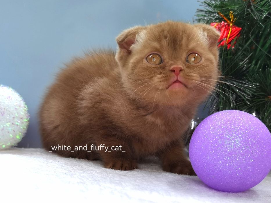 Шотландский вислоухий котик в новом окрасе циннамон