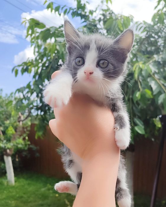 Віддамо в хороші руки кошенят
