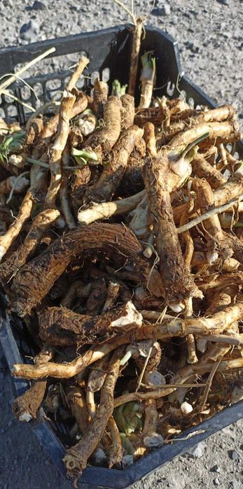 Korzeń Chrzanu dzikiego