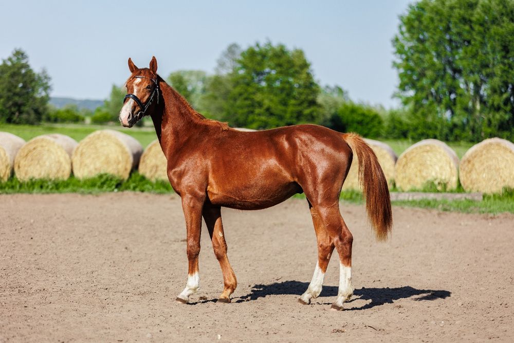 Wałach 2023 w rodowodzie Darco / Ramiro z