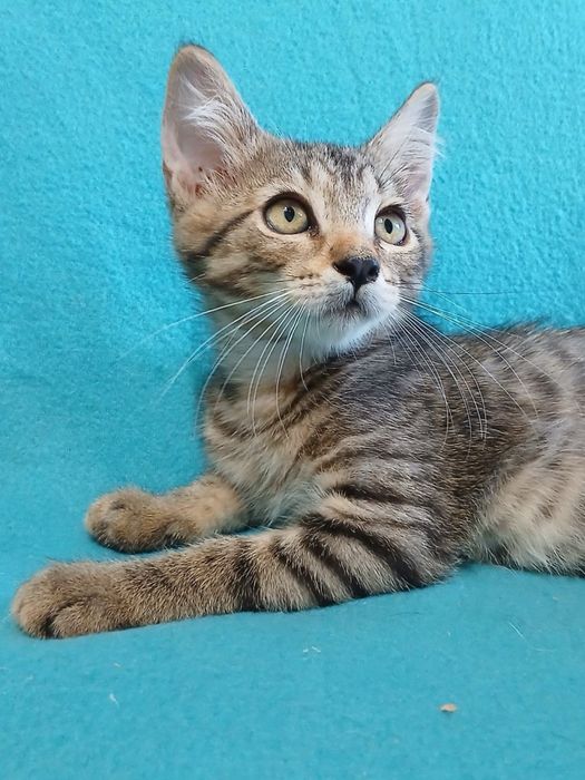 Ласковый котенок 2,5мес серый полосатый табби  котик кошеня котята кішечка