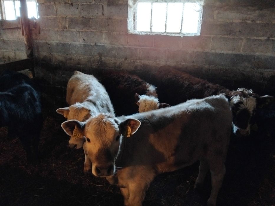 Sprzedam bydło mięsne