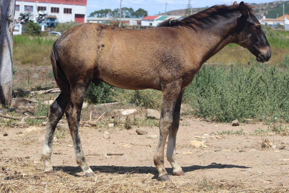 2 Éguas Lusitanas puras, com filhos