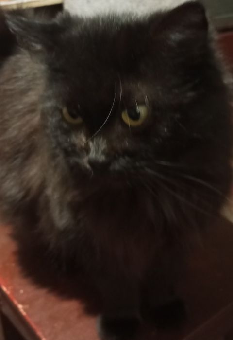 Віддаємо   кішку