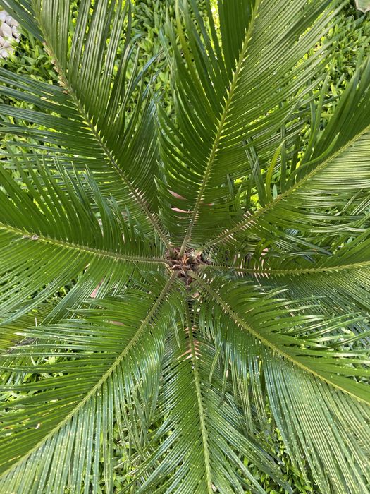 Planta Sika_estilo palmeira com crecimento lento