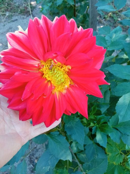 Продам Клубні жоржин