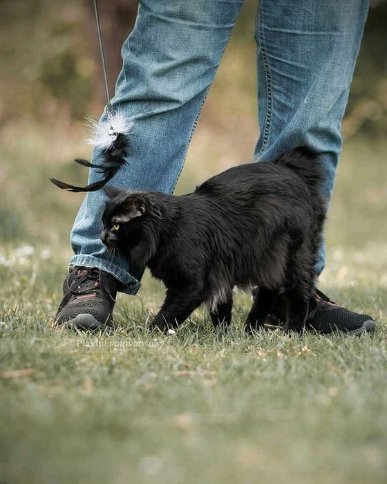 Курильський бобтейл