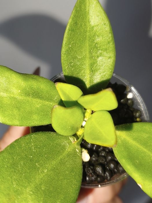 Hoya Pachyclada snow lotus