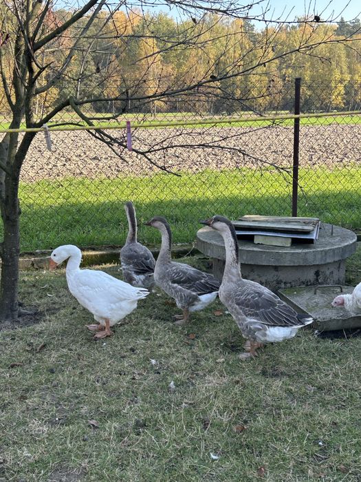 Sprzedam gęsi widoczne na zdjeciach