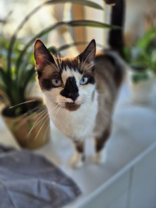 Piękna i dostojna Lili