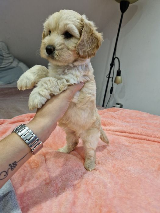 Suczka cockapoo biszkoptowa