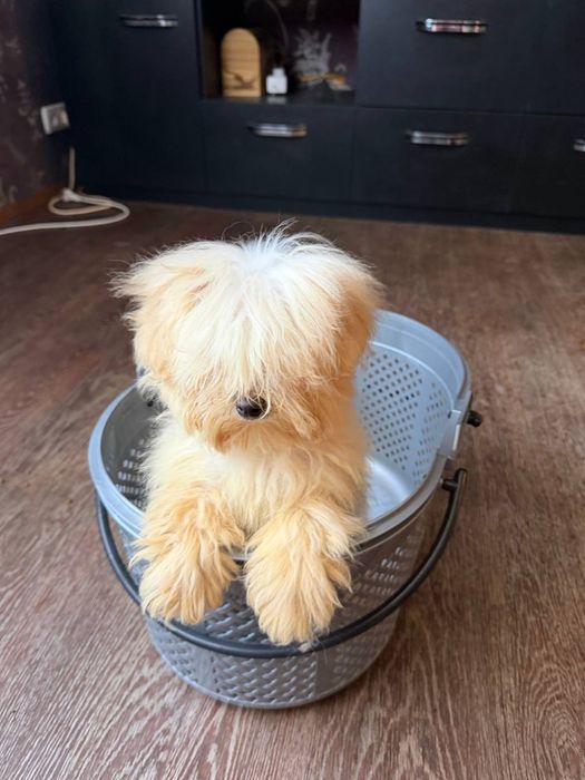 Мальчик Мальтипу!