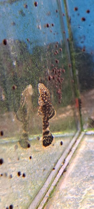 Glonojady ancistrus weloniaste oraz standard