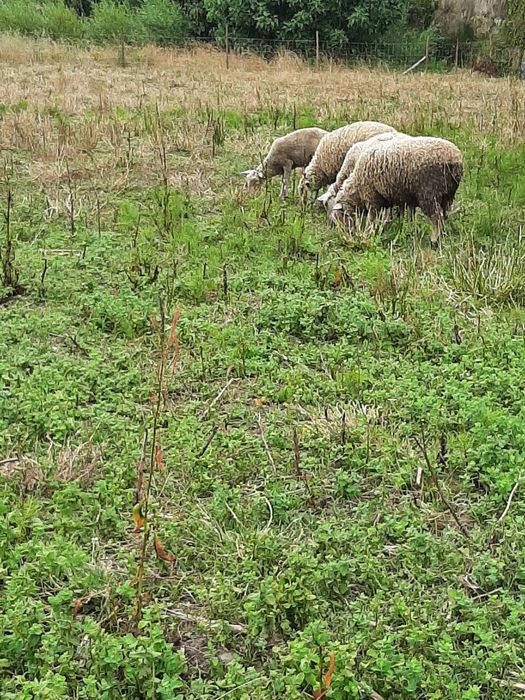 Vendo ovelhas suffolk ile france não são puros.