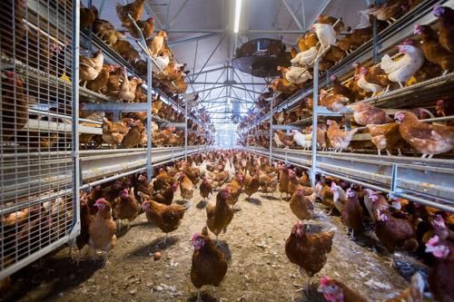 Kury nioski Messa i Leghorn z jajkiem Stojowice podwozimy