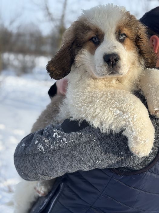 Цуценята себернара