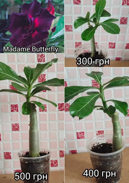 Адениум привитый белый махровый