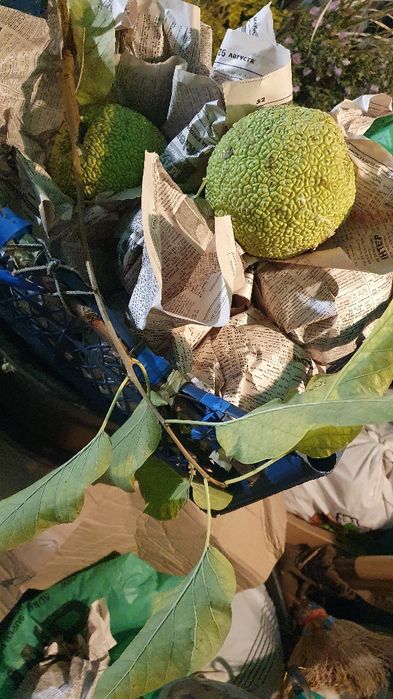 Продам плоды маклюры ,,Адамово яблоко ,,