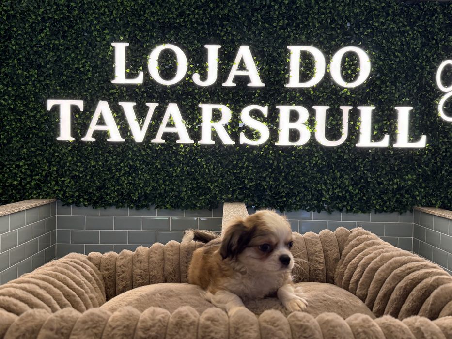 Chihuahua pelo comprido