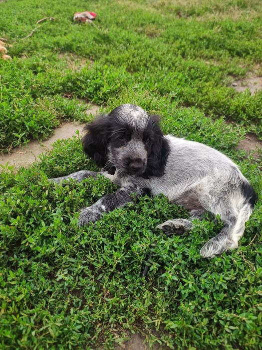 Cocker spaniel angielski piesek