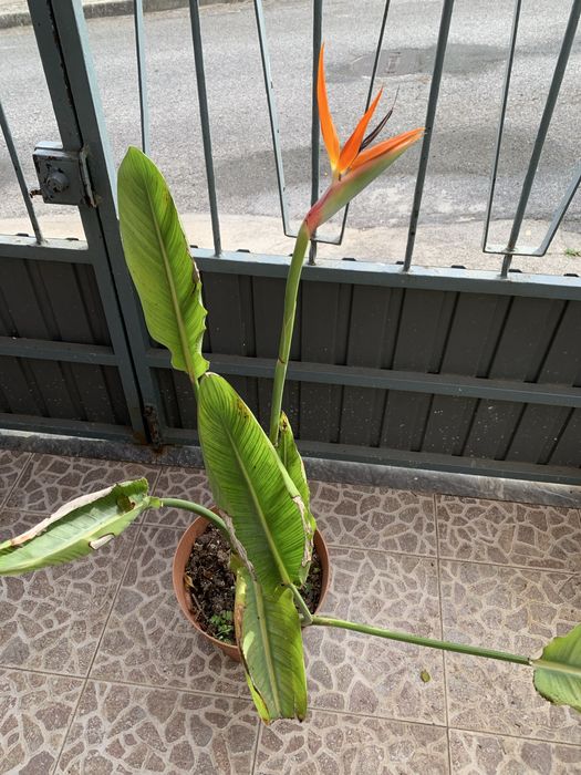 Estrelícia em flor linda para decorar quintas de eventos