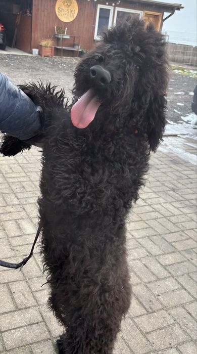 Szczeniak Australian Labradoodle