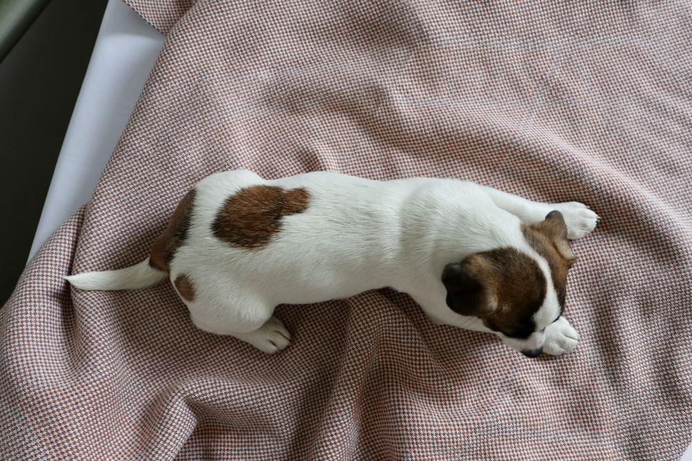 Міні дівчинка Джек Рассел КСУ /:010