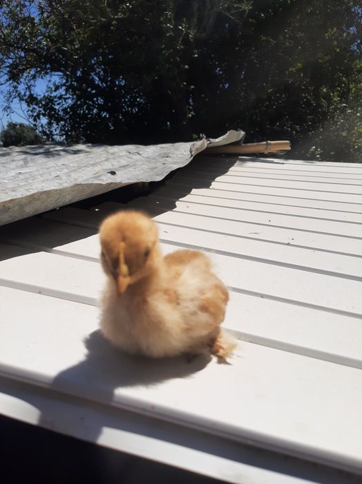 Pintos pekins 2 semana