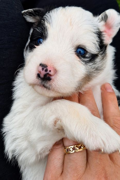 Border collie piesek