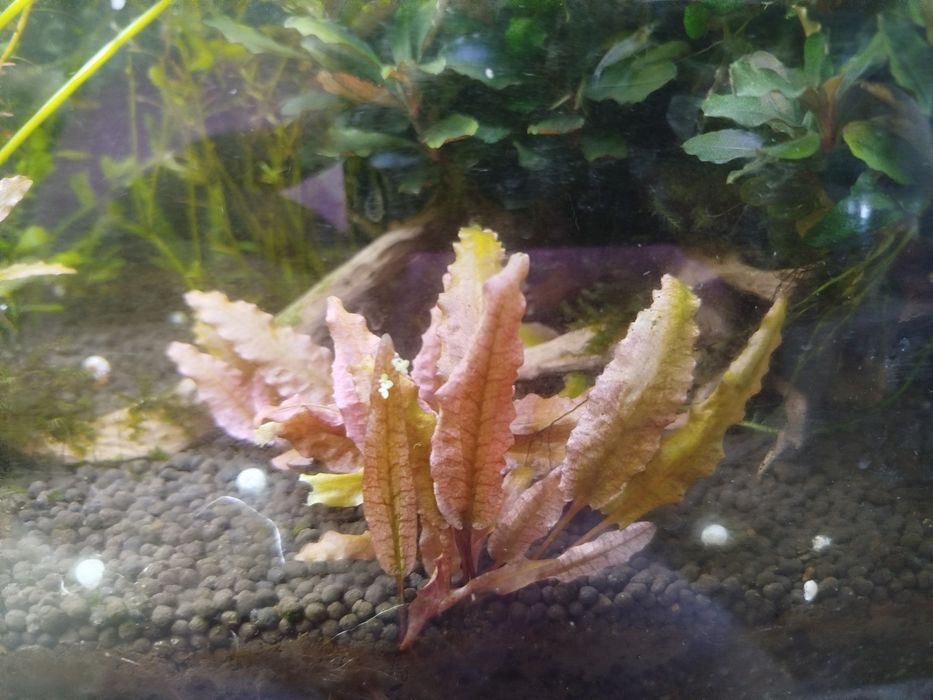 Cryptocorona flamingo nurii pink green gecko