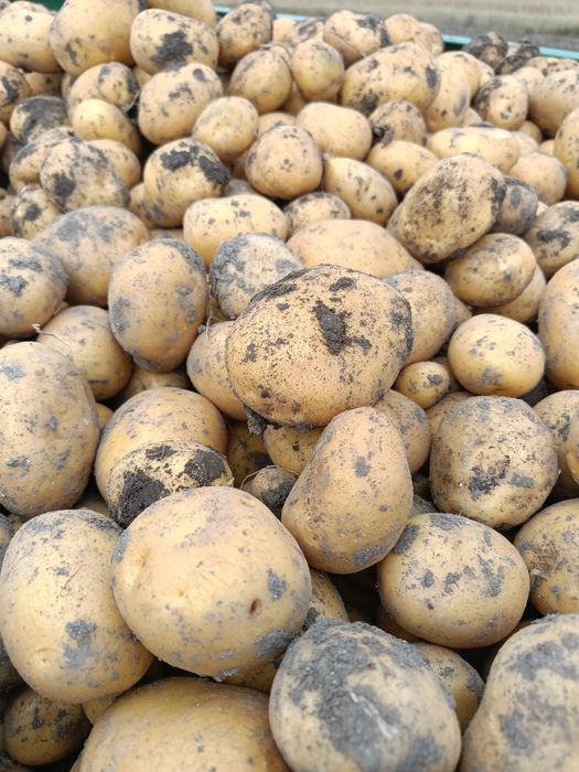 Ziemniaki odmiany soraja