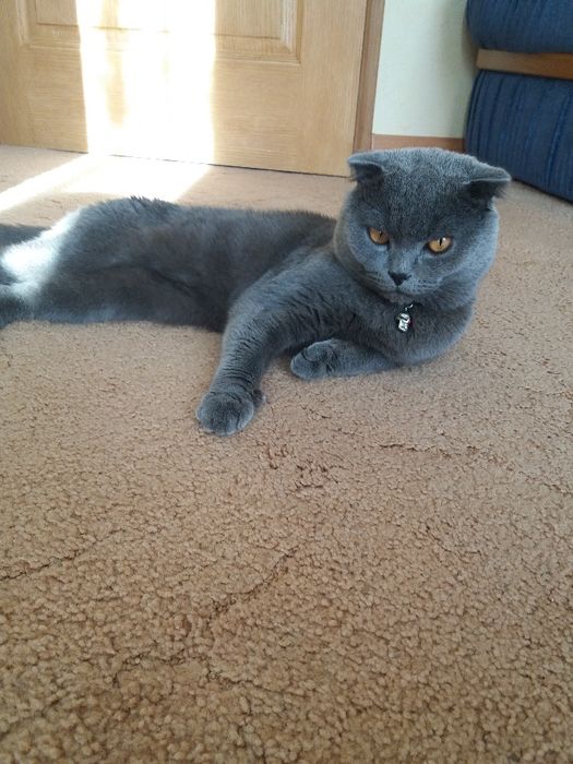 Вислоухий кот ждет в гости прямоушку