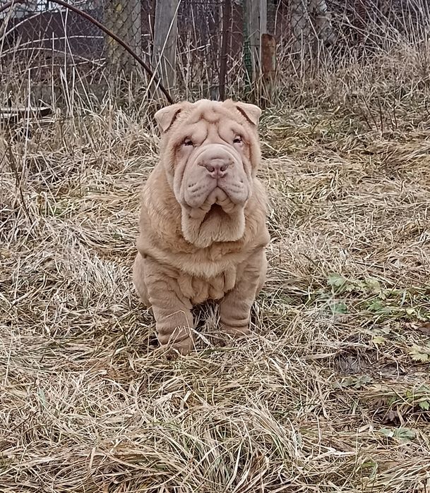 Puppy  щенок Шарпей мальчик