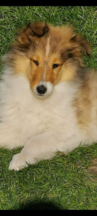 Owczarek szkocki Collie długowłosy SUNIA