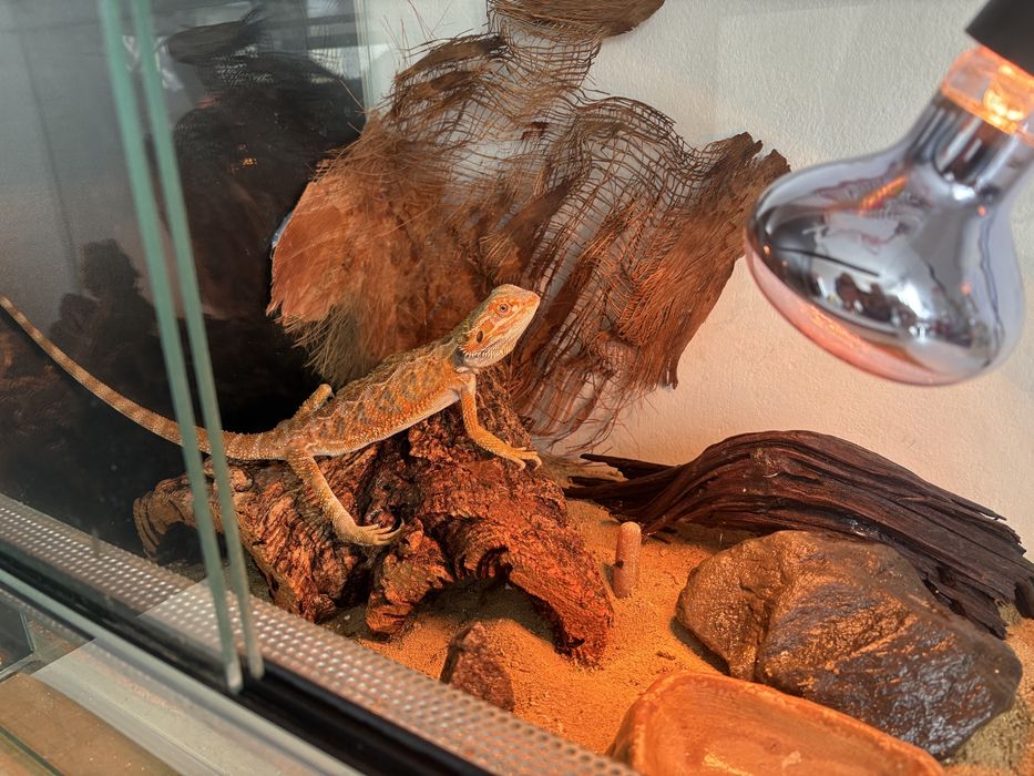 REZERWACJA Agama brodata i terrarium