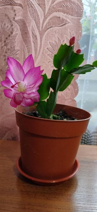 Пропоную пеперомії, шлюмбергери