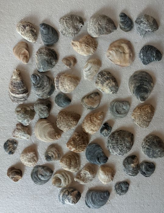 Ракушки в аквариум