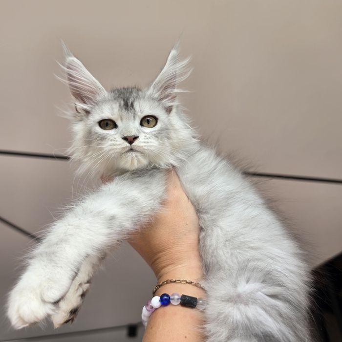 Kotka  Maine coon rodowód Fpl