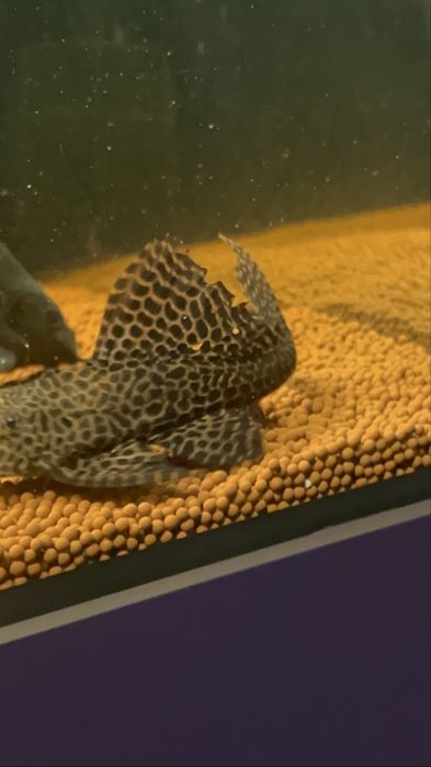 Vendo pleco leopardo