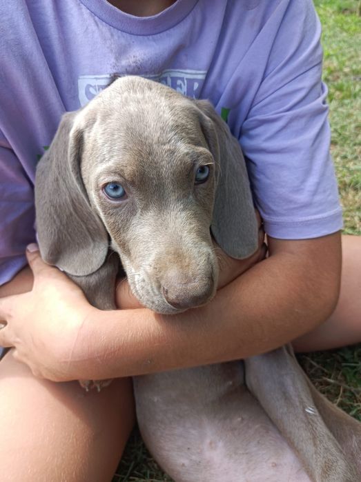Weimaraner macho
