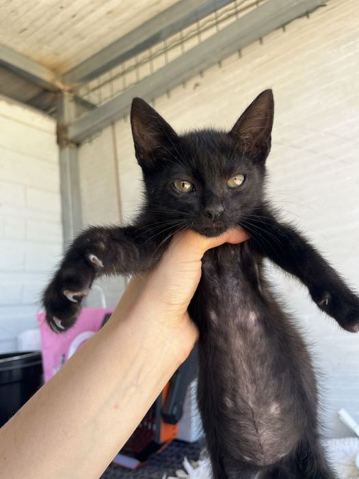 2  bebés (M/F)  para Adoção!