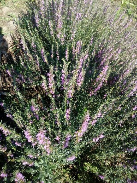 Котовник, іссоп,кніфофія, флокси, гвоздика, гравілат