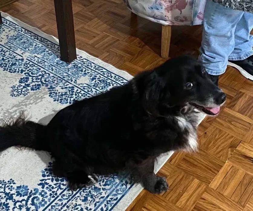 Adoção Responsável - Cão