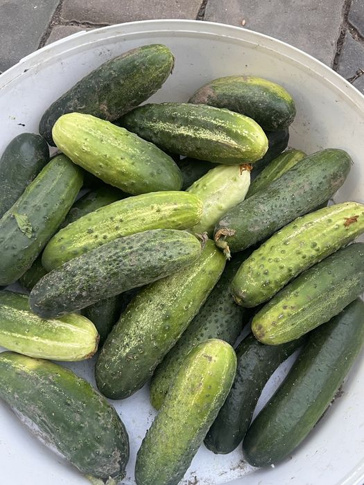 Продам огірки домашні з городу 35 грн за кілограм