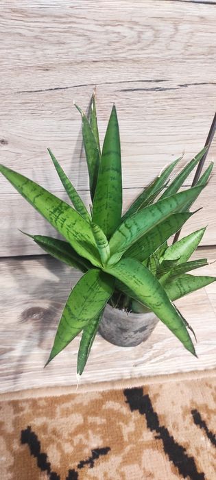 Sansevieria Queen Marble