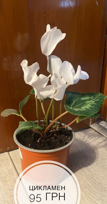 Пропоную різні домашні кімнатні рослини