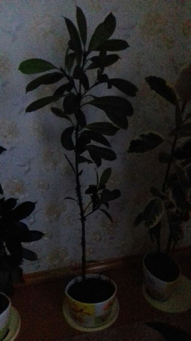 Фікус кімнатний .