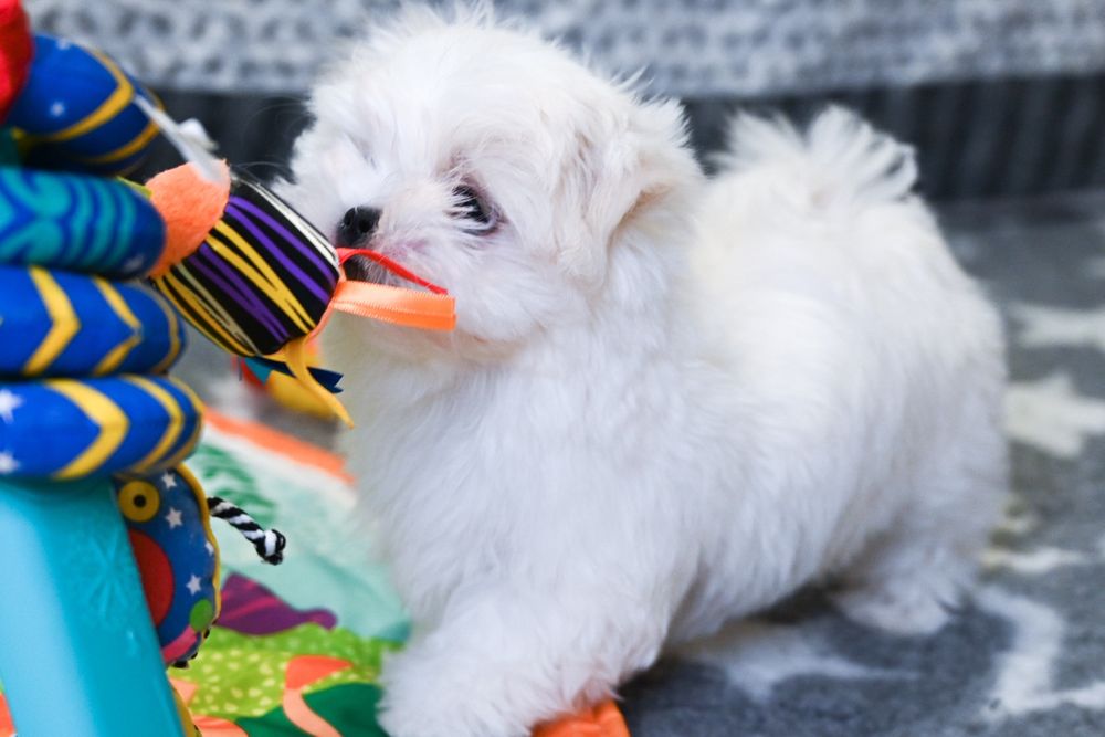 Мальтезе чудо дітки